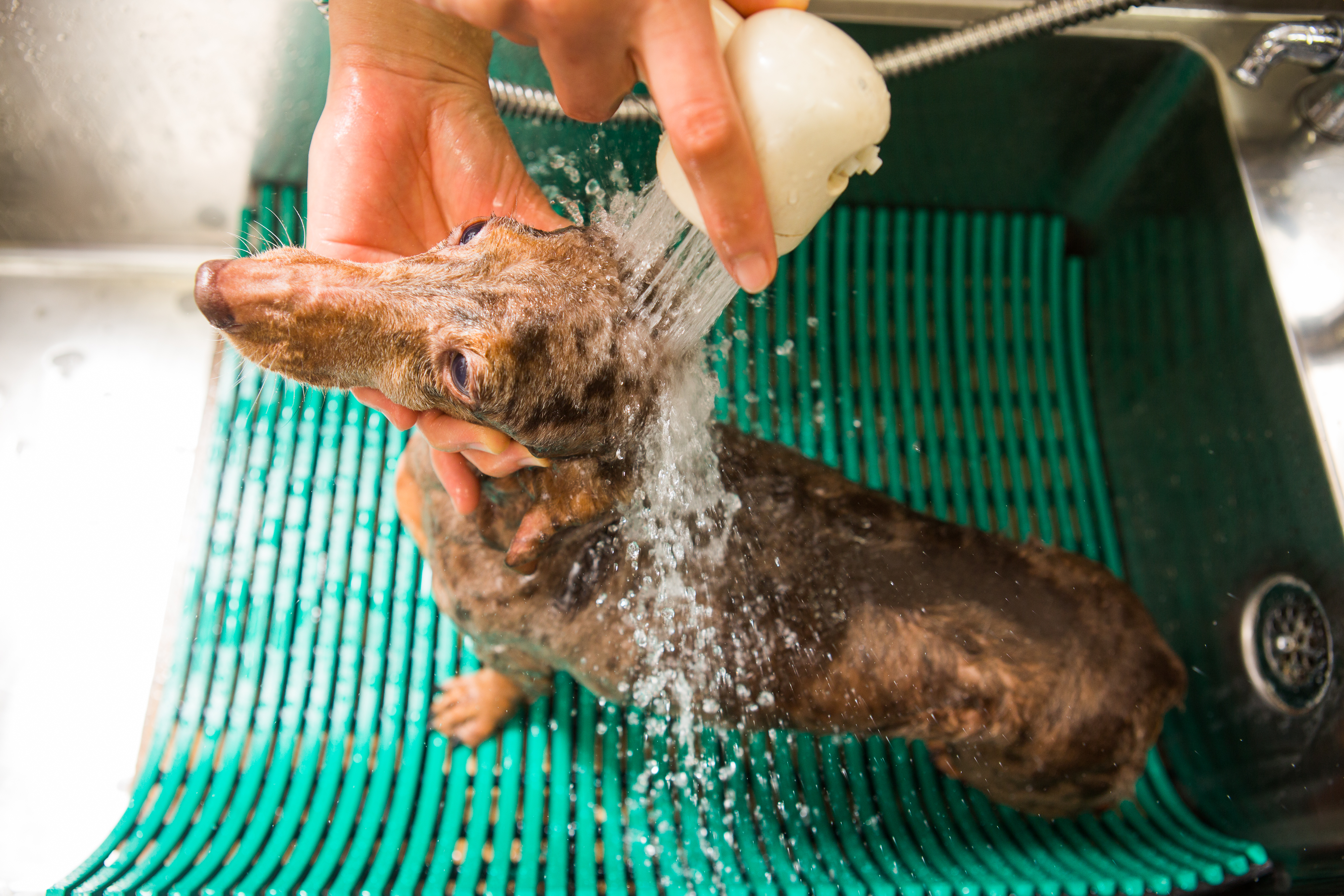 薬浴が必要な理由